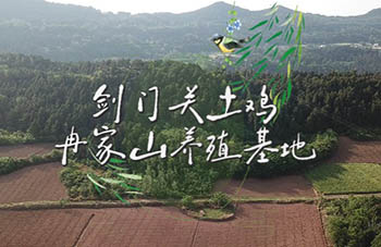 剑门关土鸡-冉家山养殖基地